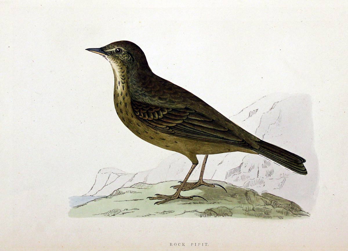 Rock Pipit Rev. F O Morris