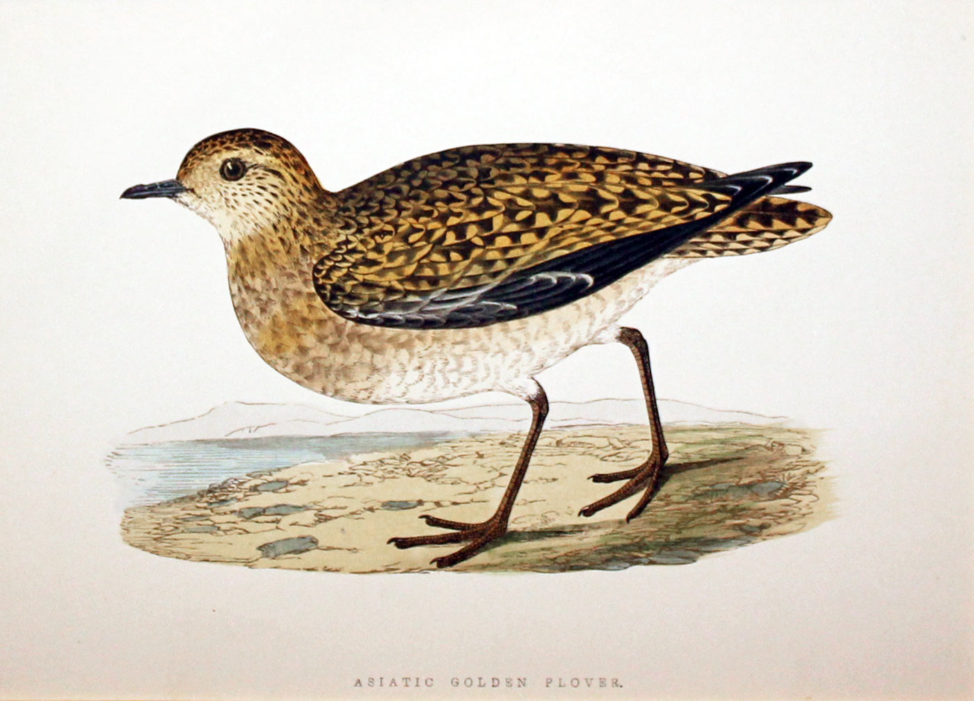 Asiatic Golden Plover by Charles Robert Bree