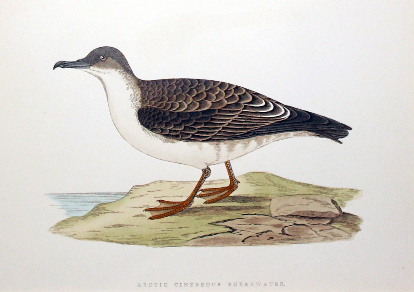 Arctic Cinerous Shearwater by Charles Robert Bree