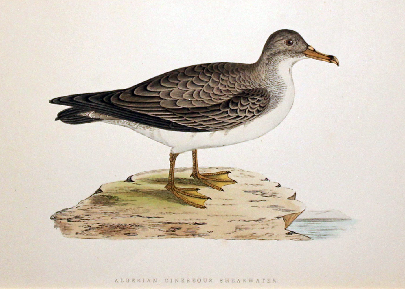 Algerian Cinerous Shearwater by Charles Robert Bree