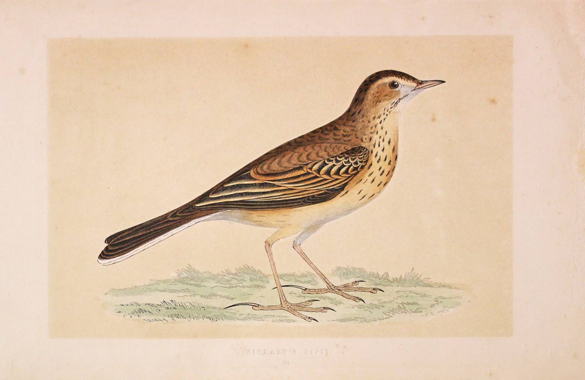 Richard's Pipit F O Morris