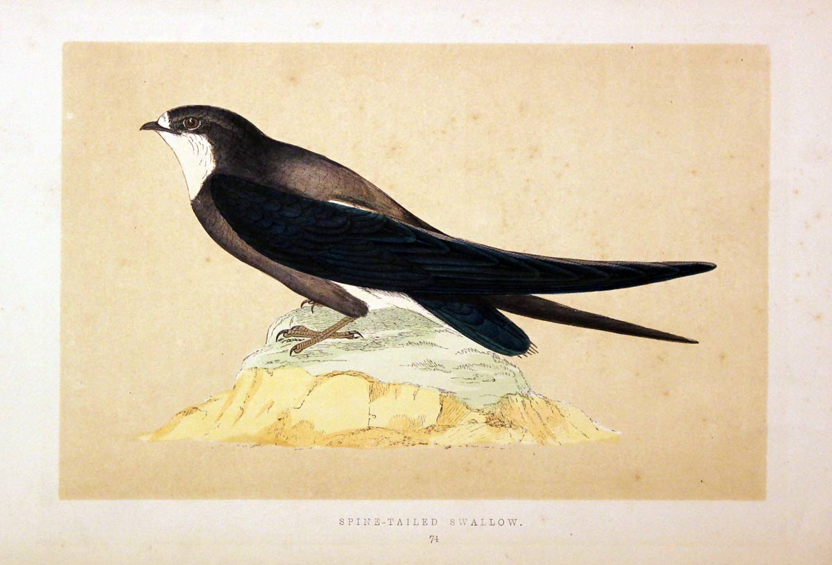 Spine-Tailed Swallow Rev. F O Morris