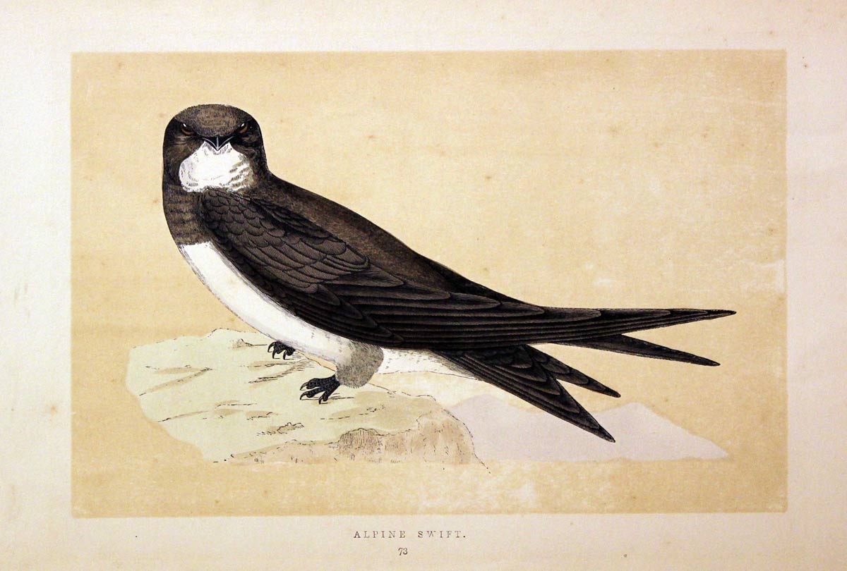 Alpine Swift Rev. F O Morris