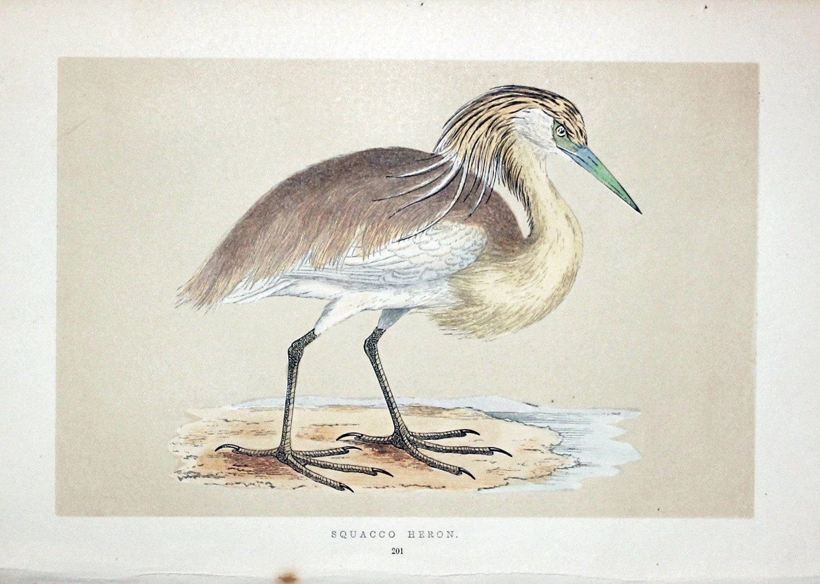 Squacco Heron  Rev. F O Morris
