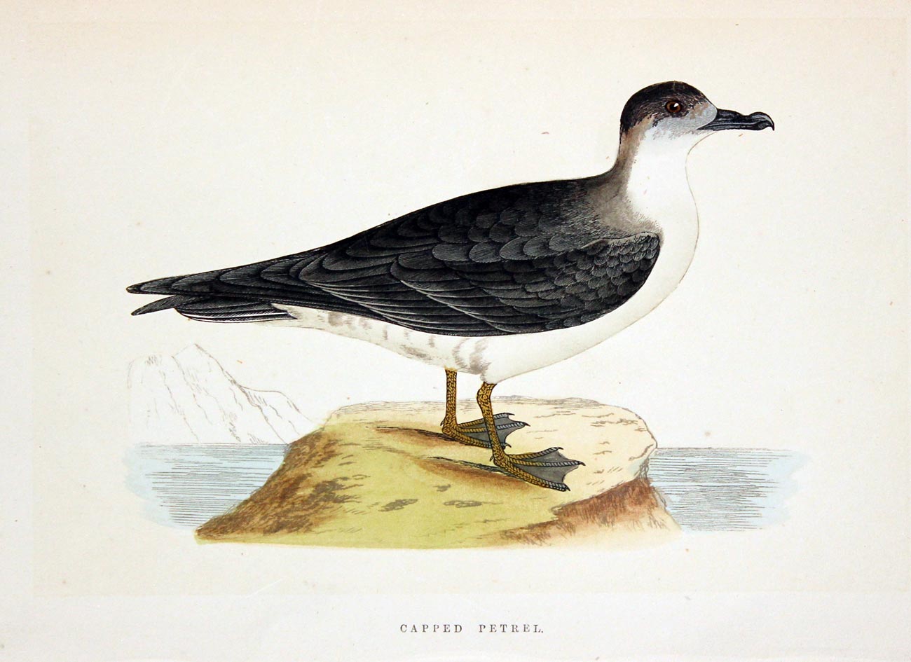 Capped Petrel Rev. F O Morris  Capped Petrel Rev. F O Morris