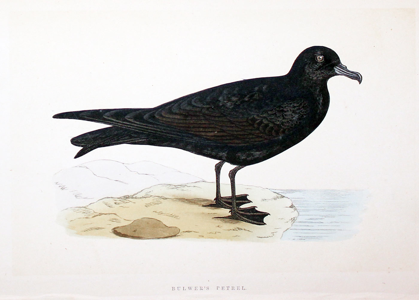 Bulwer's Petrel Rev. F O Morris  Bulwer's Petrel Rev. F O Morris