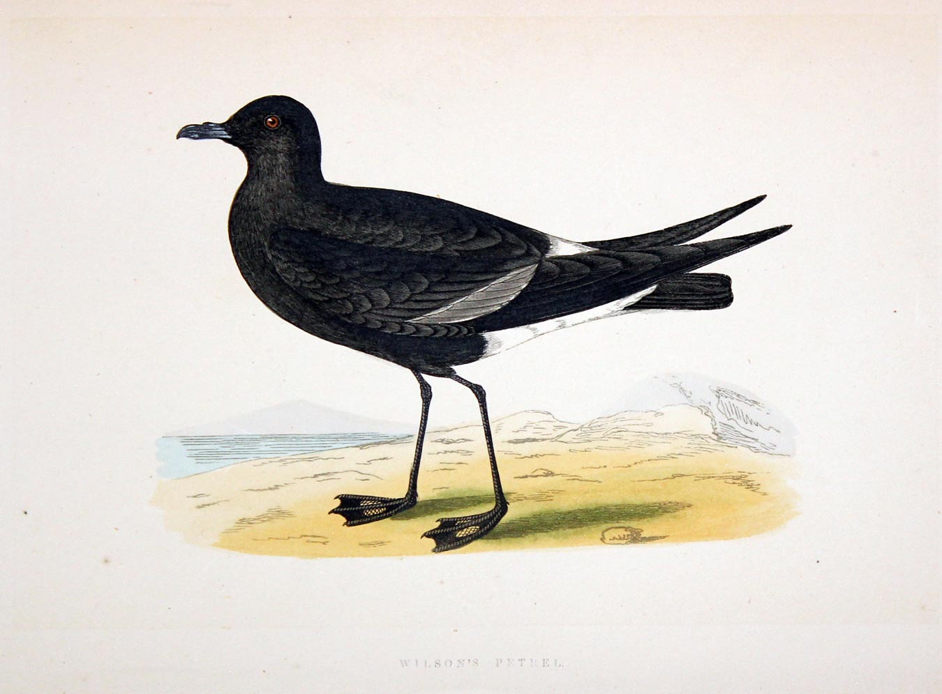 Manx Shearwater Rev. F O Morris  Manx Shearwater Rev. F O Morris