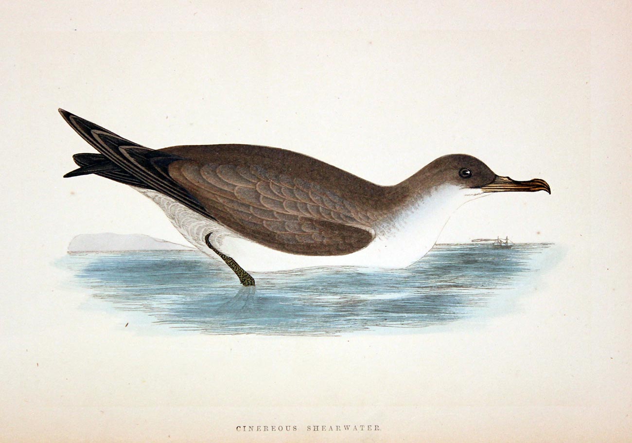 Cinereous Shearwater Rev. F O Morris  Cinereous Shearwater Rev. F O Morris