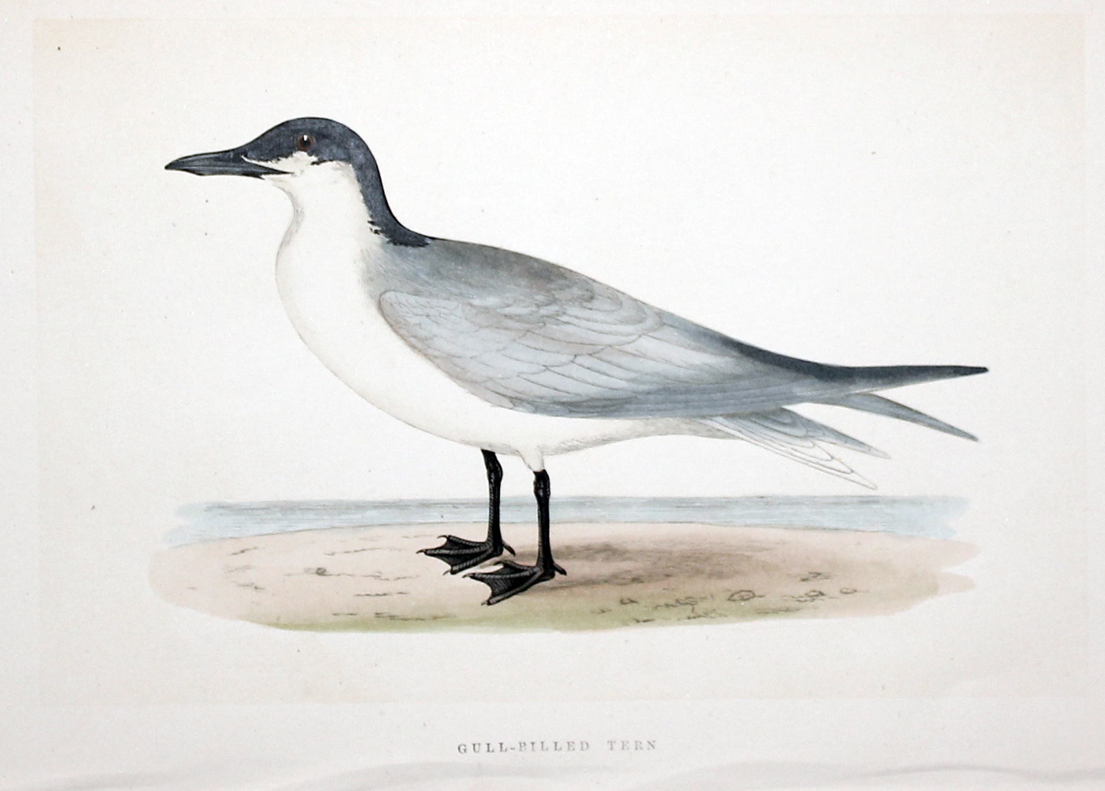 Gull-billed Tern Rev. F O Morris  Gull-billed Tern Rev. F O Morris