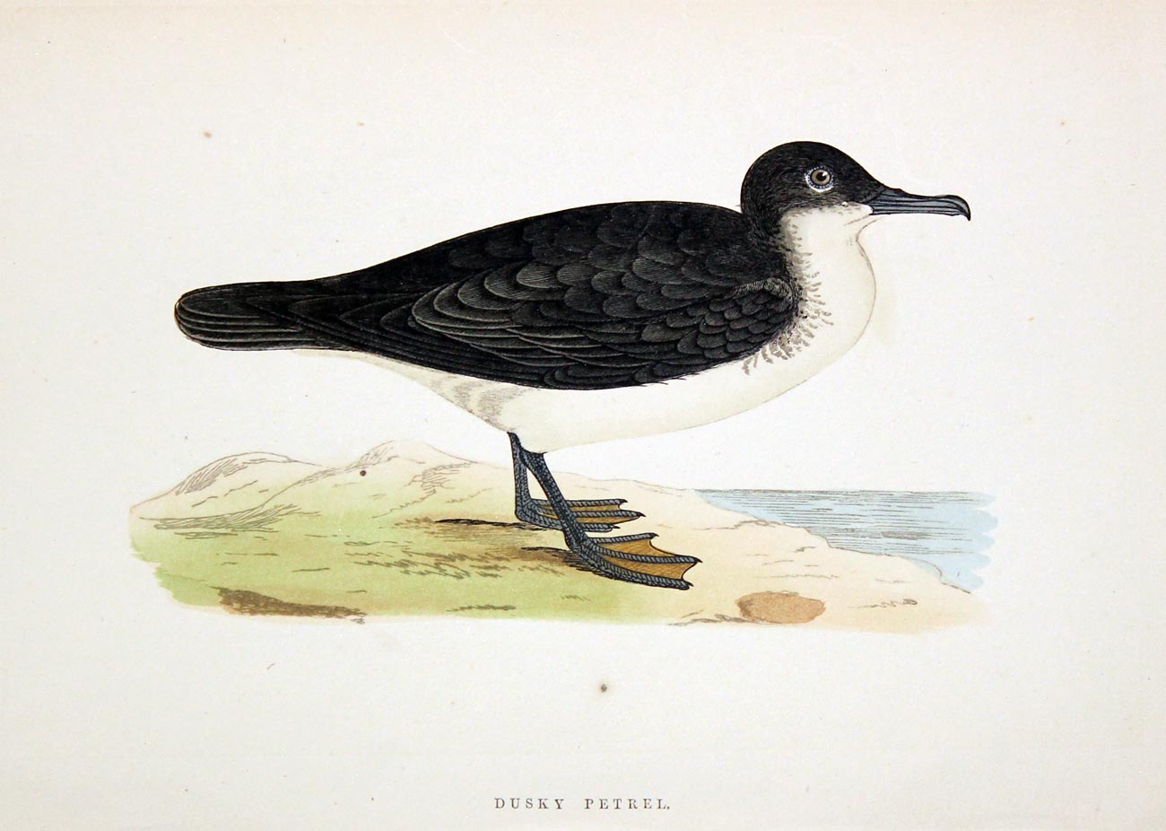 Dusky Petrel Rev. F O Morris  Dusky Petrel Rev. F O Morris