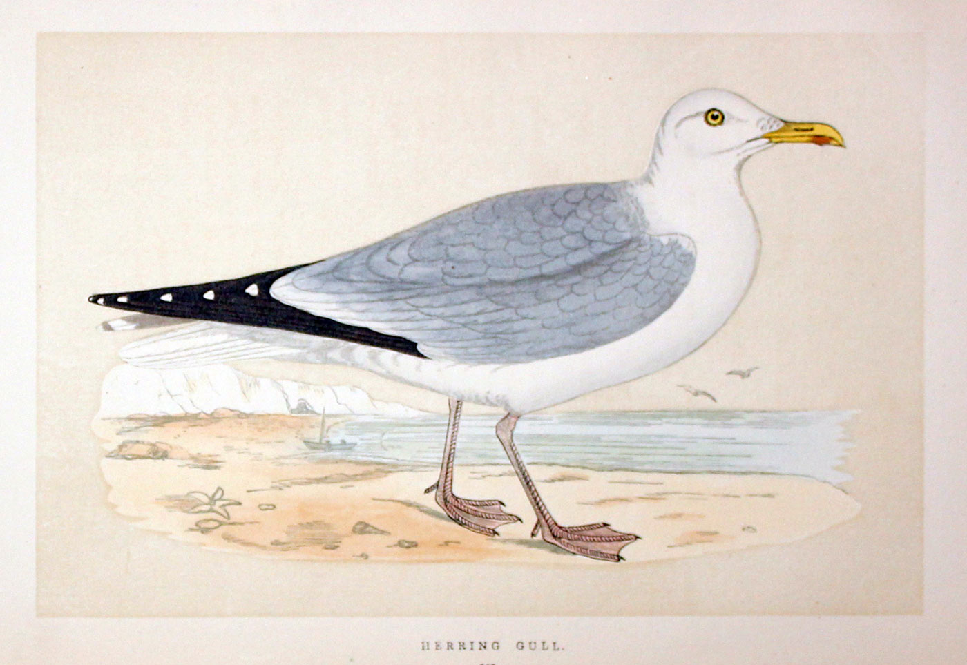 Herring Gull Rev. F O Morris  Herring Gull Rev. F O Morris