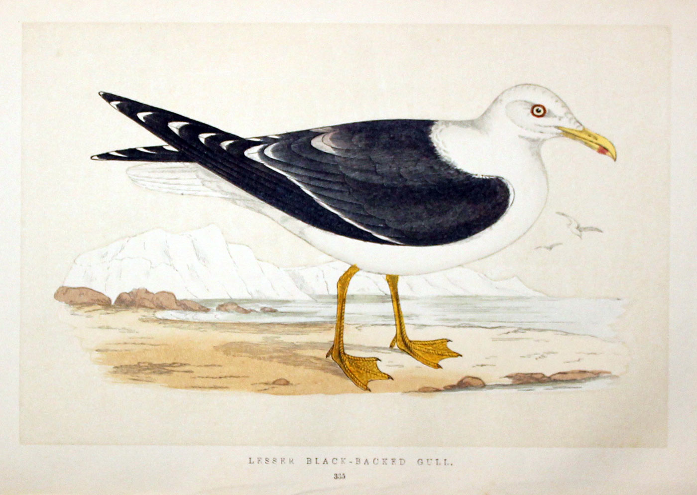 Lesser Black-Backed Gull Rev. F O Morris  Lesser Black-Backed Gull Rev. F O Morris