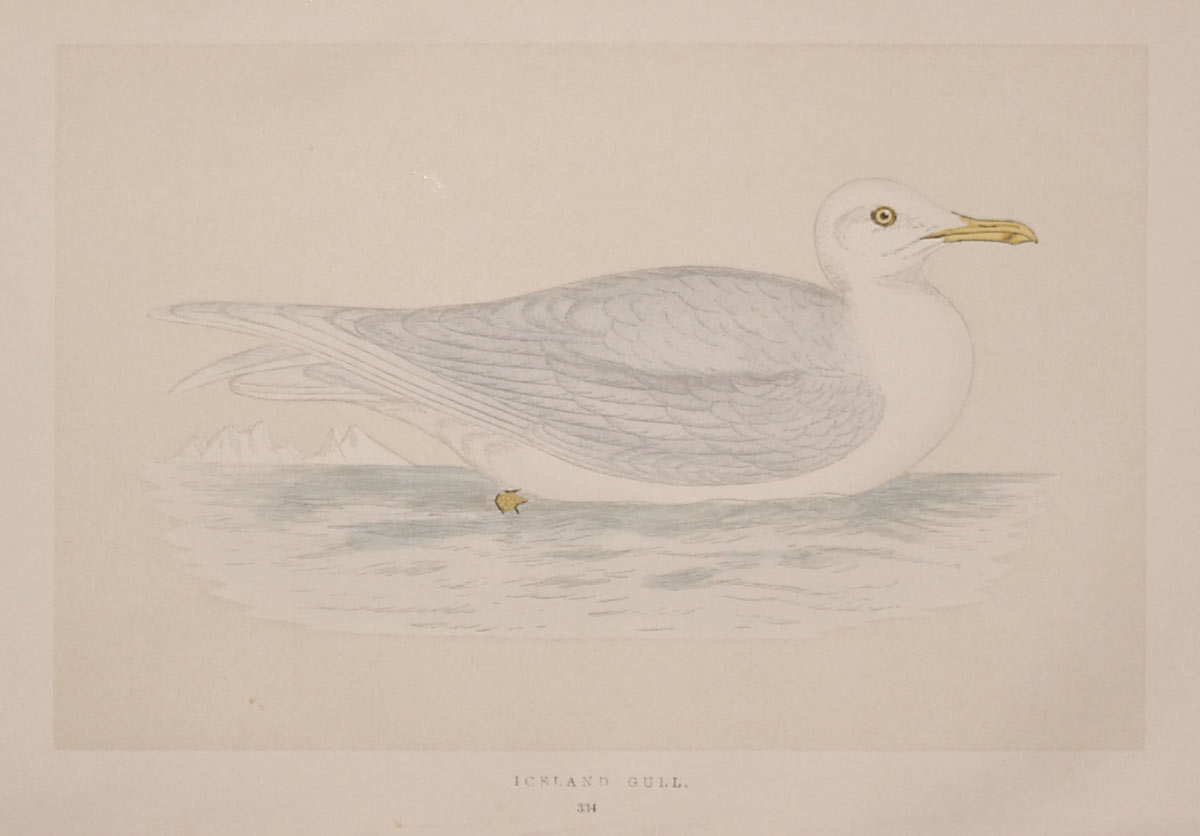 Lesser Black-Backed Gull Rev. F O Morris  Lesser Black-Backed Gull Rev. F O Morris