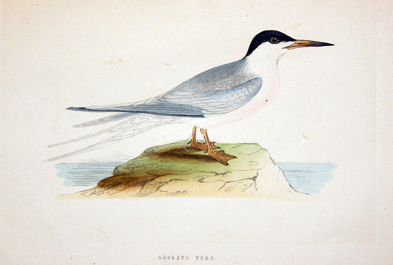 Roseate Tern Rev. F O Morris  Roseate Tern Rev. F O Morris