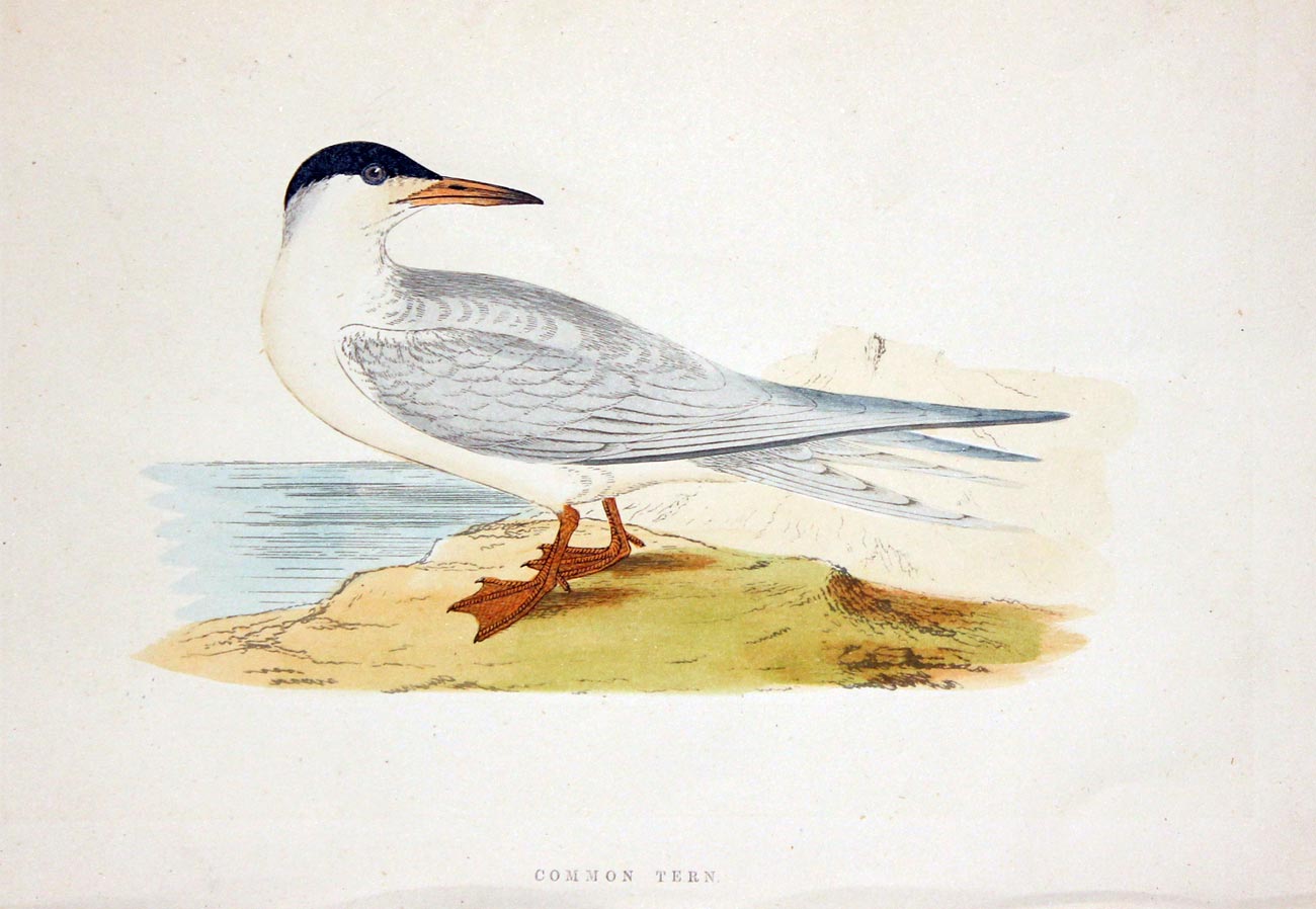 Common Tern Rev. F O Morris  Common Tern Rev. F O Morris