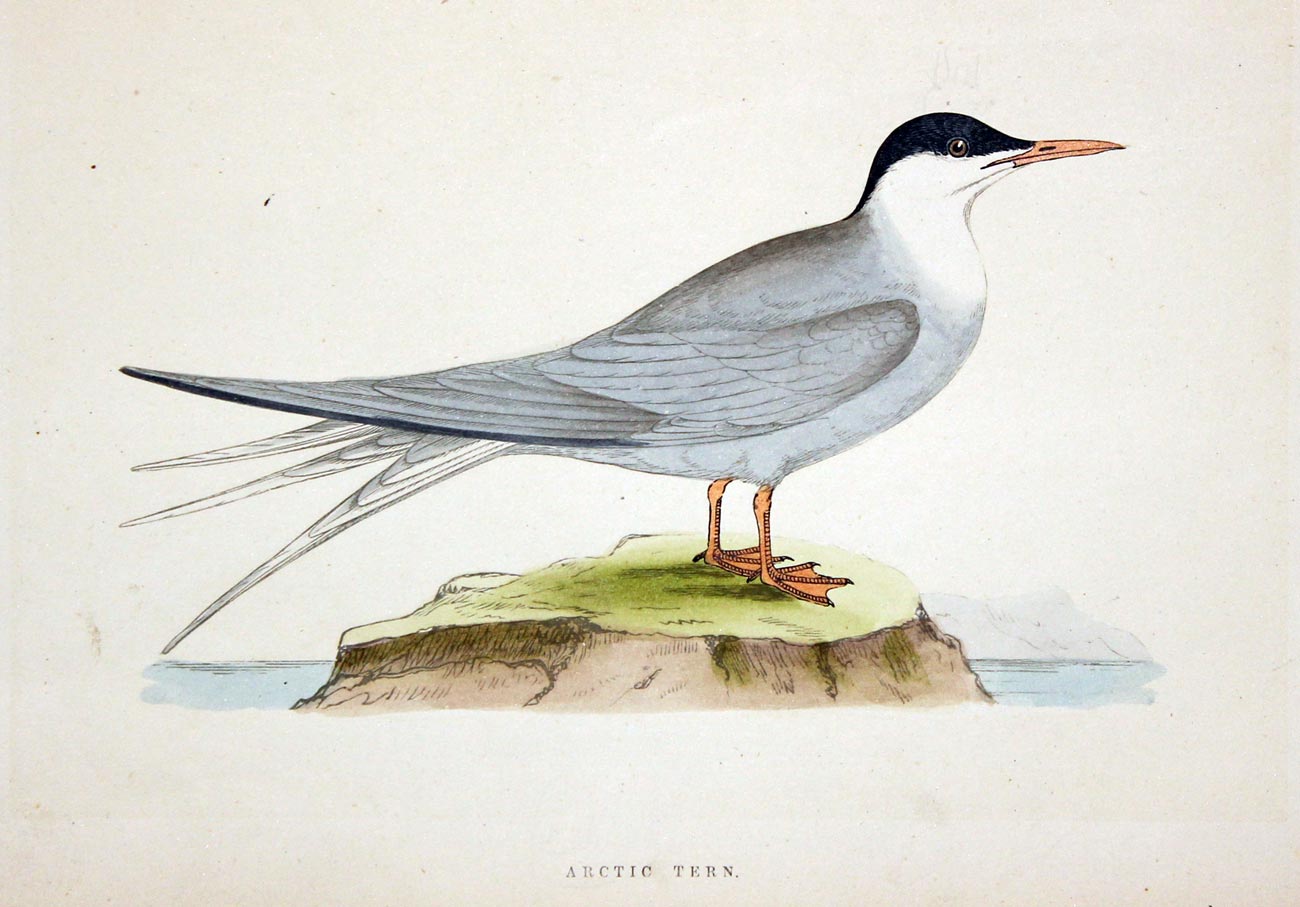 Arctic Tern Rev. F O Morris  Arctic Tern Rev. F O Morris