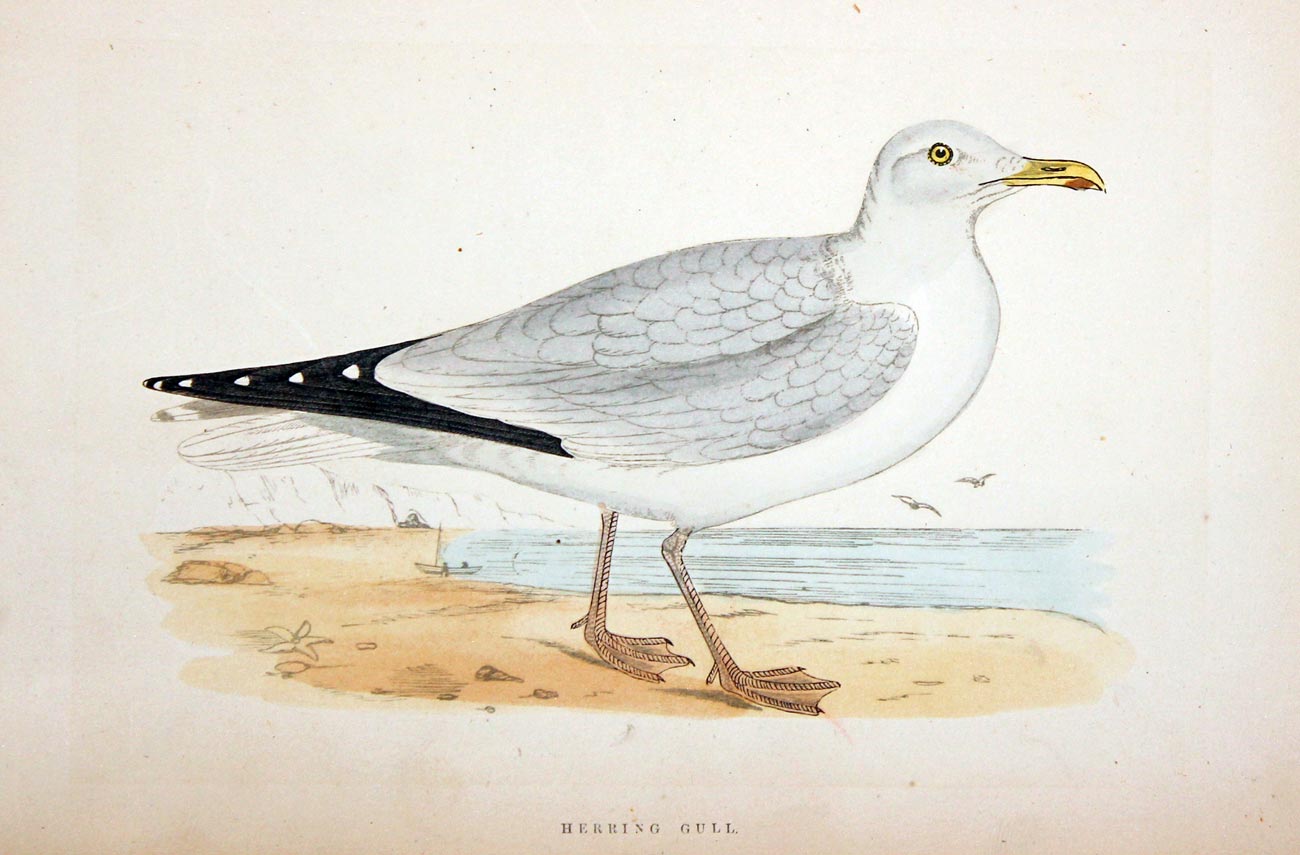 Herring Gull Rev. F O Morris  Herring Gull Rev. F O Morris