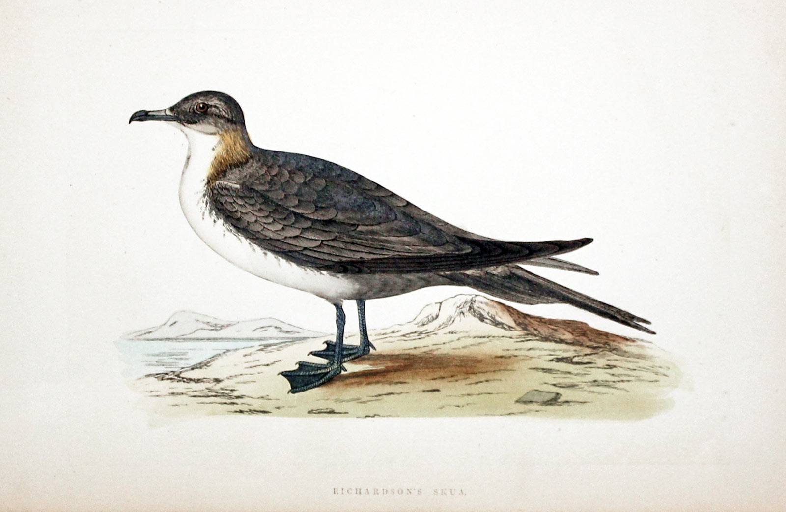 Buffon's Skua Rev. F O Morris  Buffon's Skua Rev. F O Morris