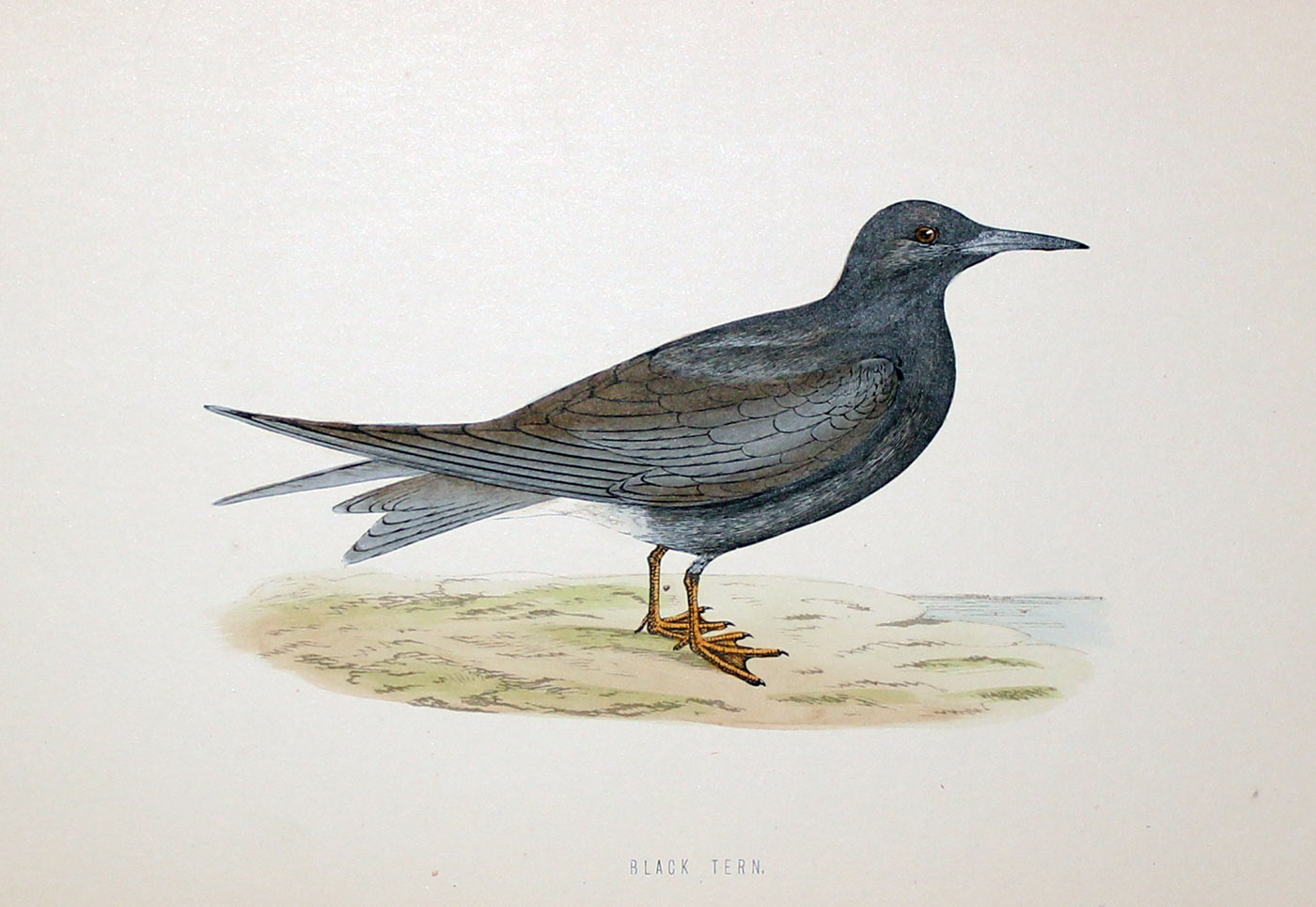 Black Tern Rev. F O Morris  Black Tern Rev. F O Morris