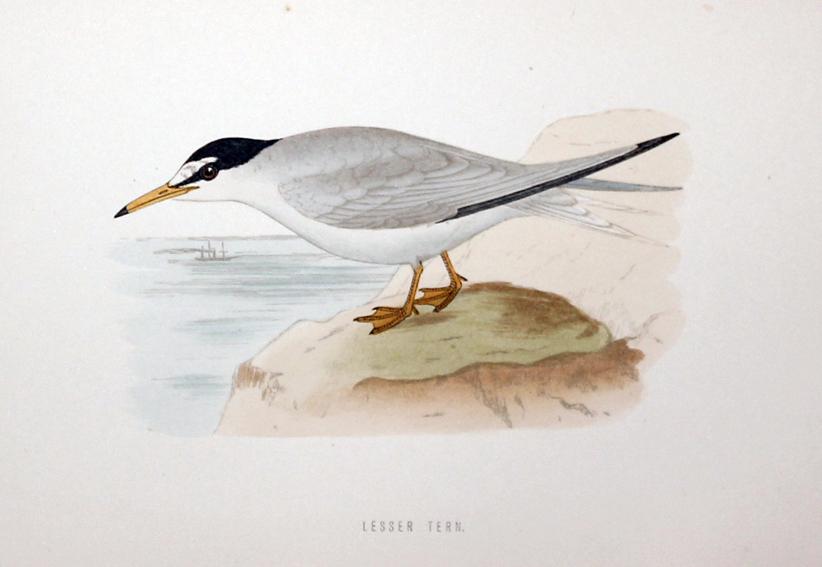 Gull-billed Tern Rev. F O Morris  Gull-billed Tern Rev. F O Morris