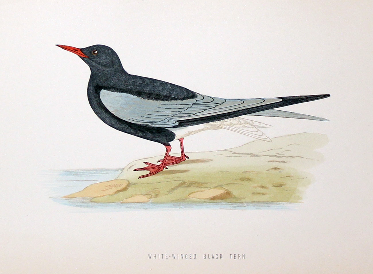 White-Winged Black Tern Rev. F O Morris  White-Winged Black Tern Rev. F O Morris