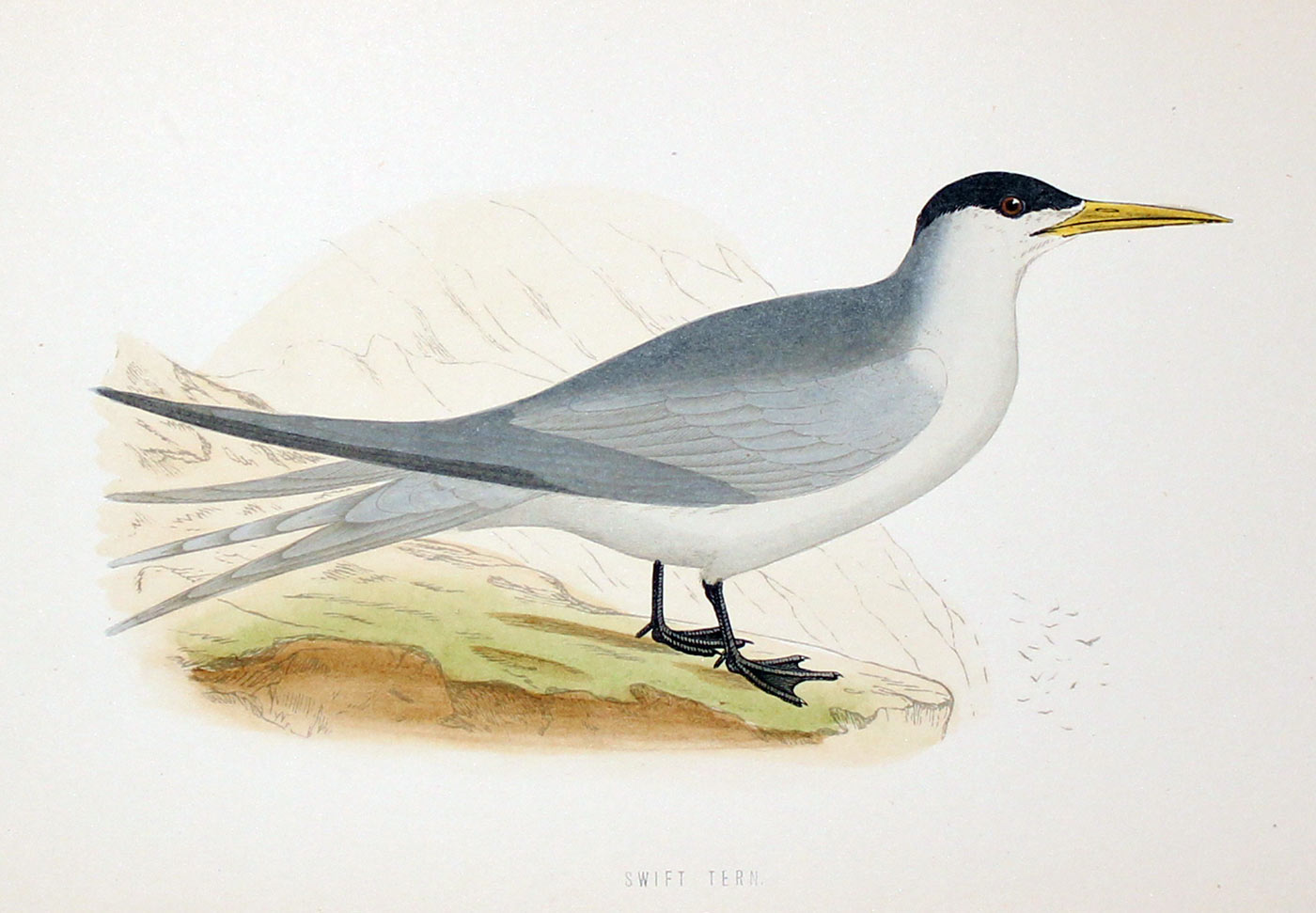 Swift Tern Rev. F O Morris  Swift Tern Rev. F O Morris