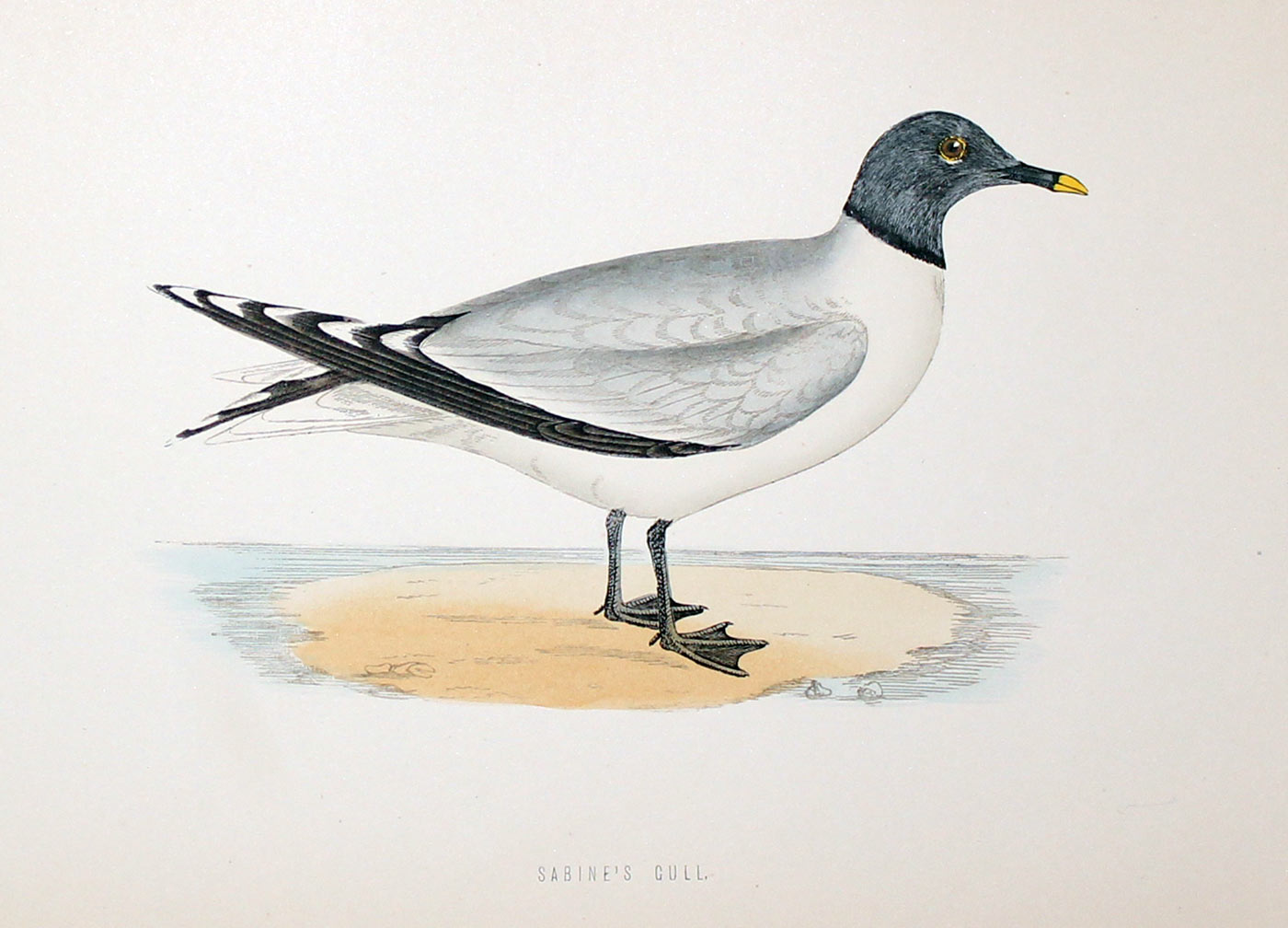 Sabine's Gull Rev. F O Morris  Sabine's Gull Rev. F O Morris