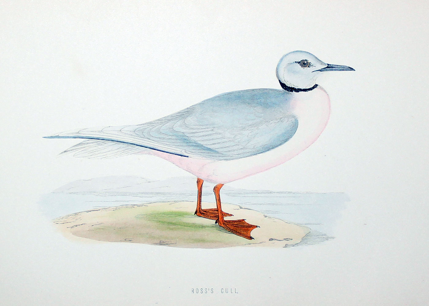 Ross's Gull Rev. F O Morris  Ross's Gull Rev. F O Morris