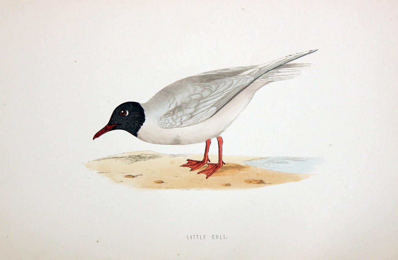 Little Gull Rev. F O Morris  Little Gull Rev. F O Morris