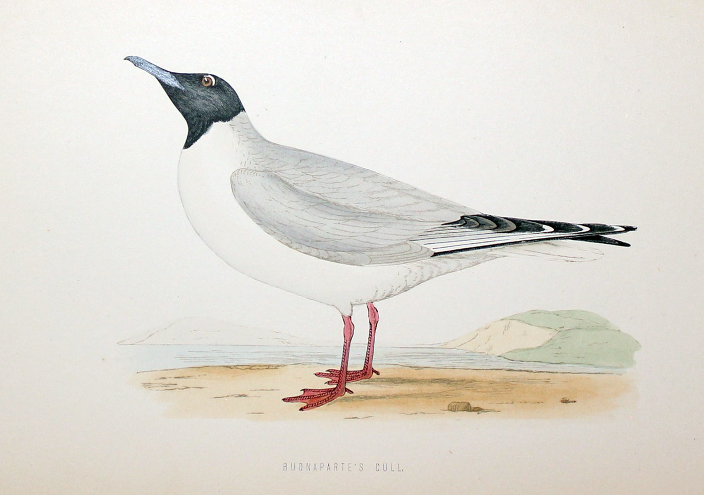 Buonaparte's Gull Rev. F O Morris  Buonaparte's Gull Rev. F O Morris