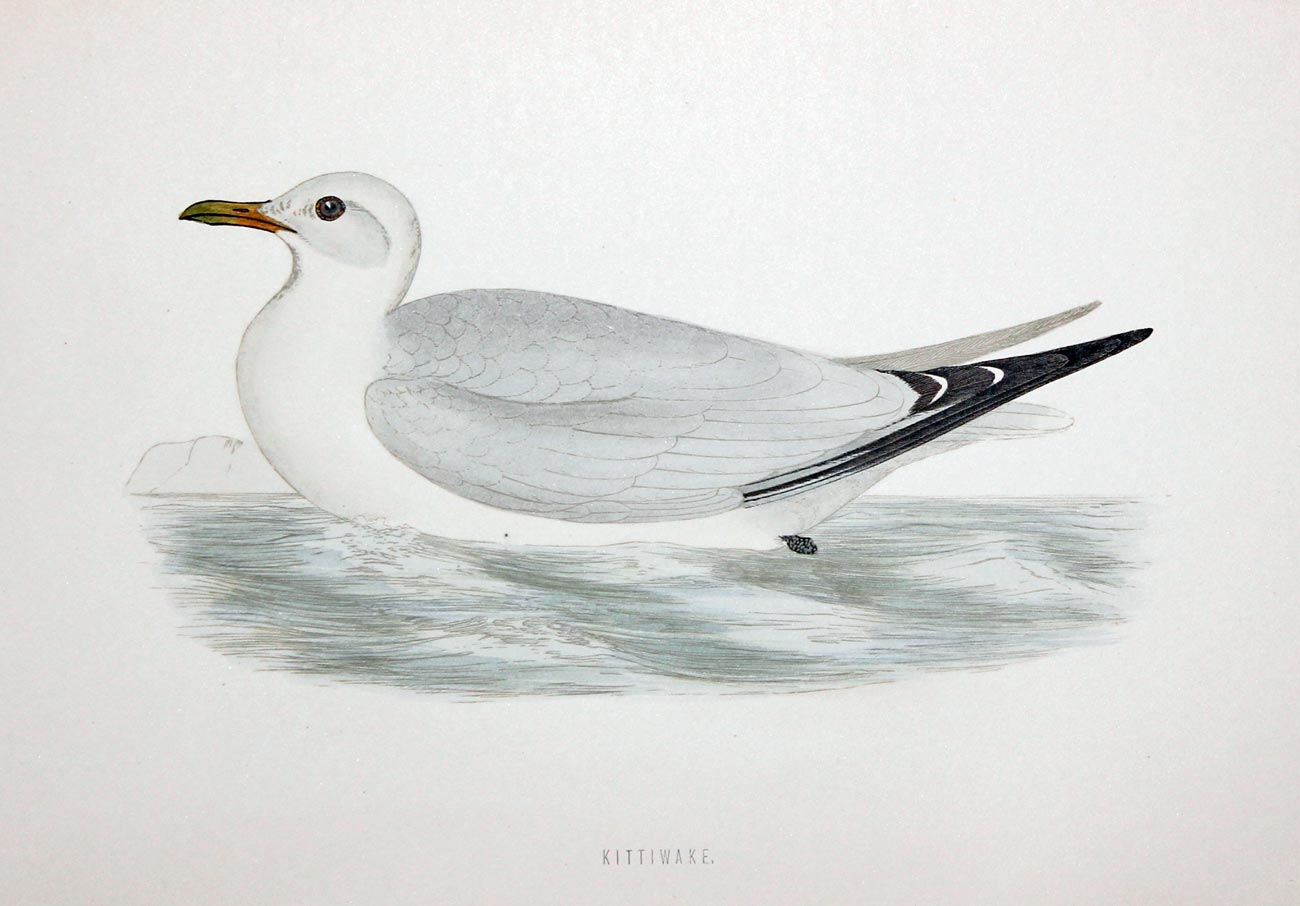 Kittiwake Rev. F O Morris  Kittiwake Rev. F O Morris