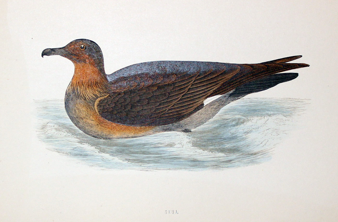 Skua Rev. F O Morris  Skua Rev. F O Morris