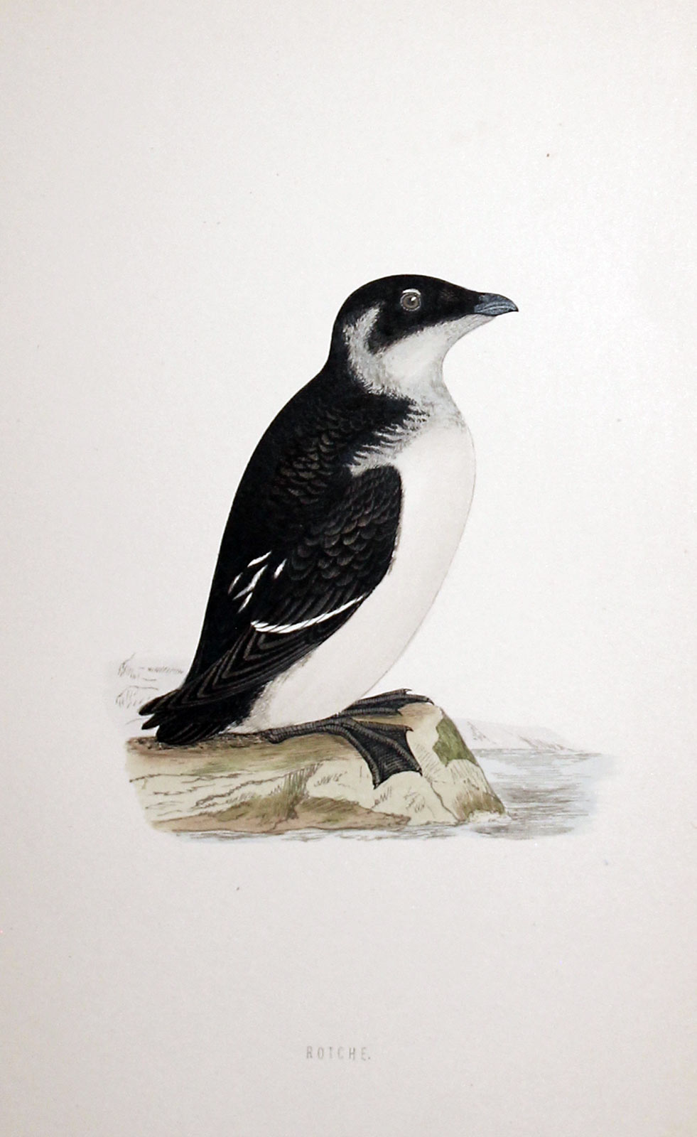 Rotche Rev. F O Morris  Rotche Rev. F O Morris