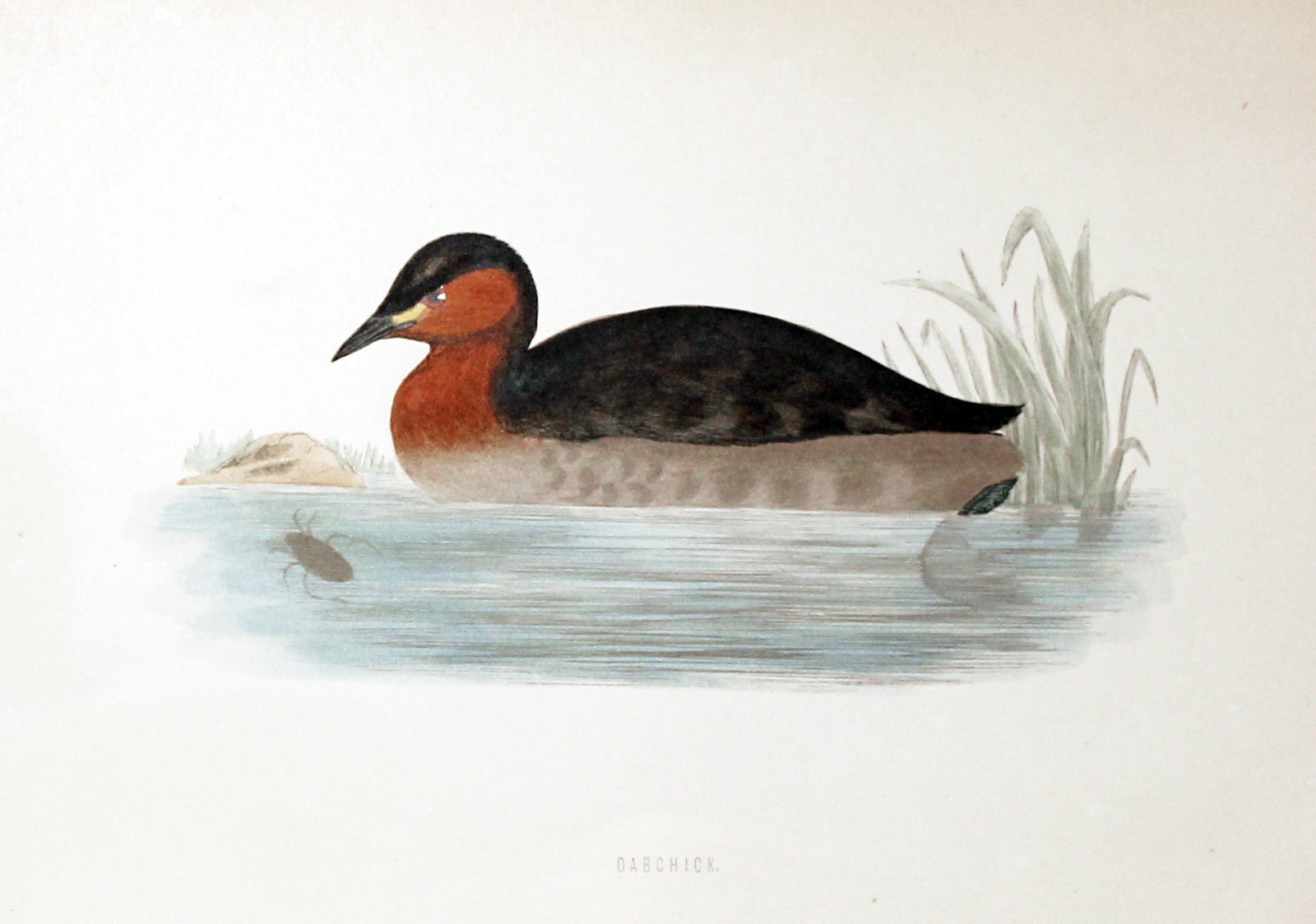 Dabchick Rev. F O Morris  Dabchick Rev. F O Morris