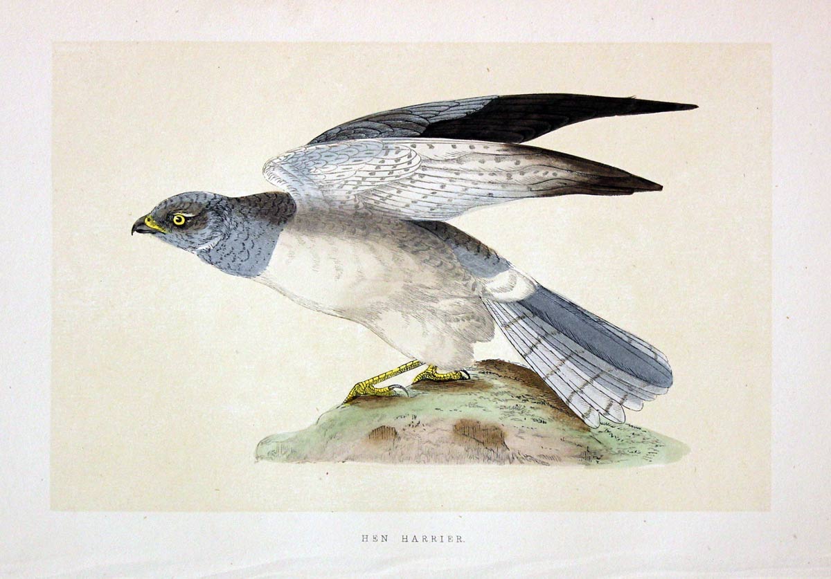 Hen Harrier Rev. F O Morris
