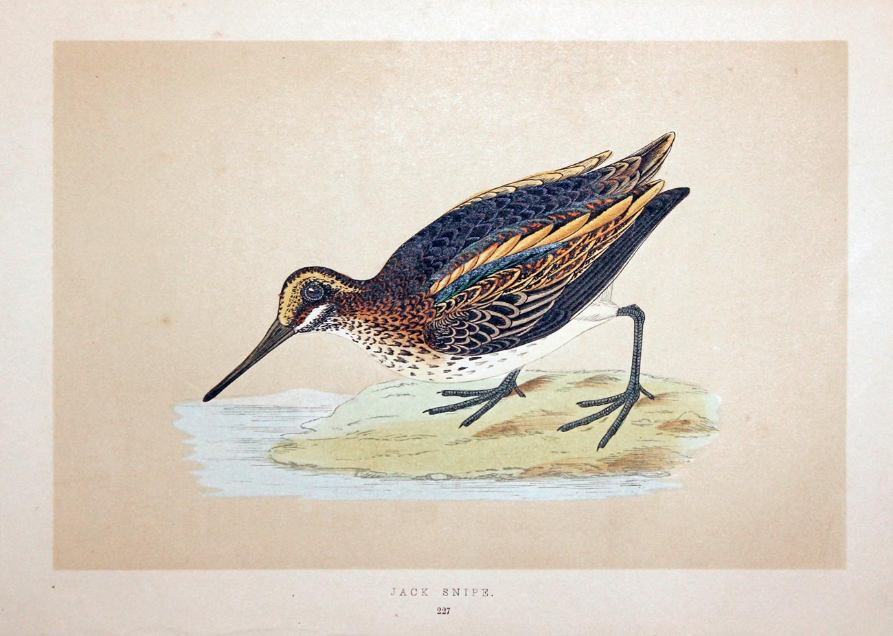 Jack Snipe  Rev. F O Morris