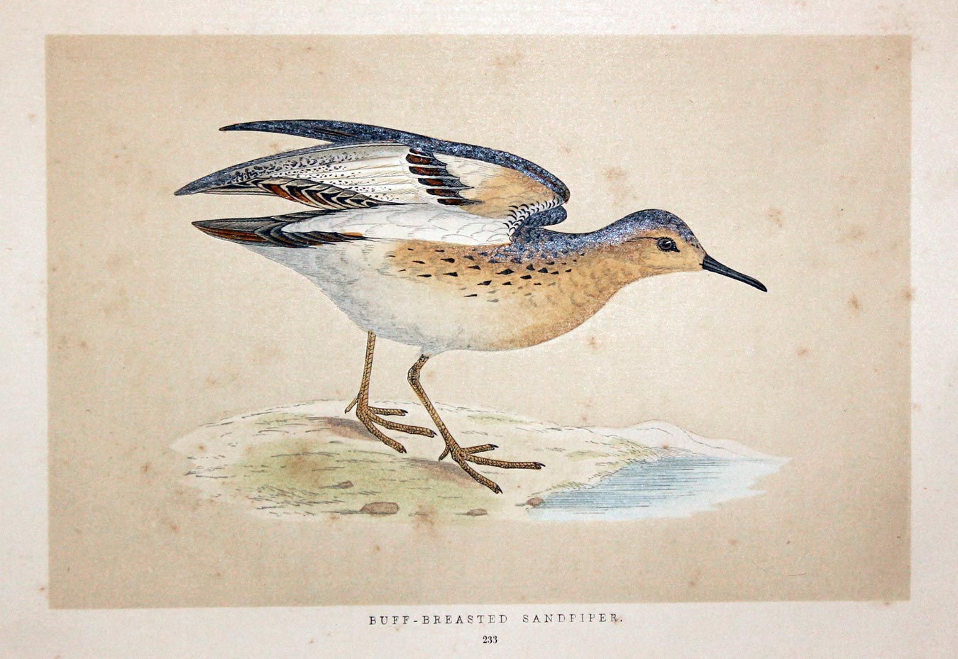 Buff-Breasted Sandpiper  Rev. F O Morris