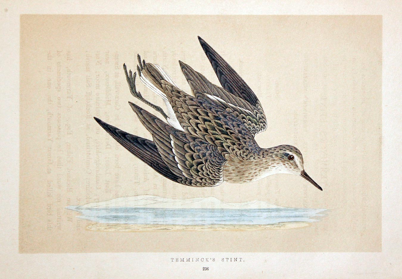 Temminck's Stint  Rev. F O Morris