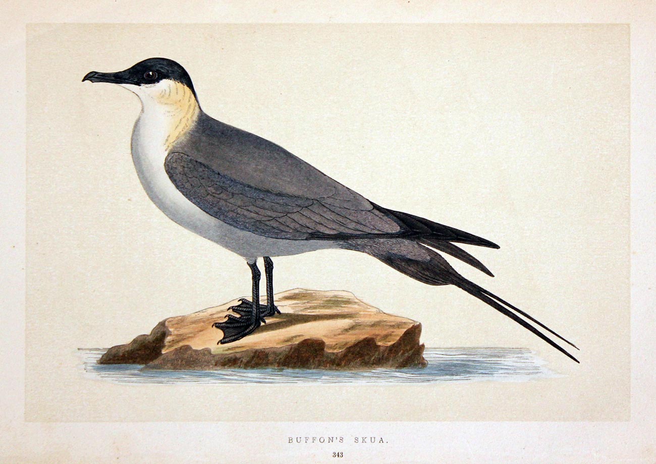 Buffon's Skua Rev. F O Morris  Buffon's Skua Rev. F O Morris