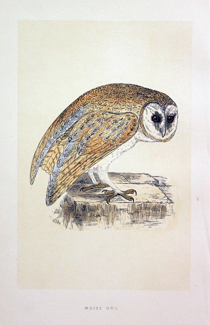 Hawk Owl Rev. F O Morris