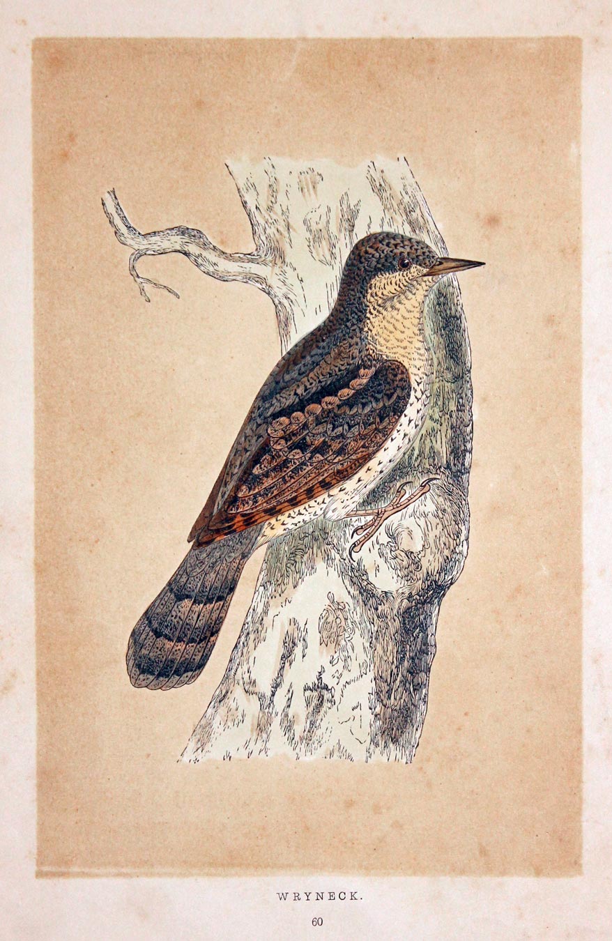 Wryneck Rev. F O Morris