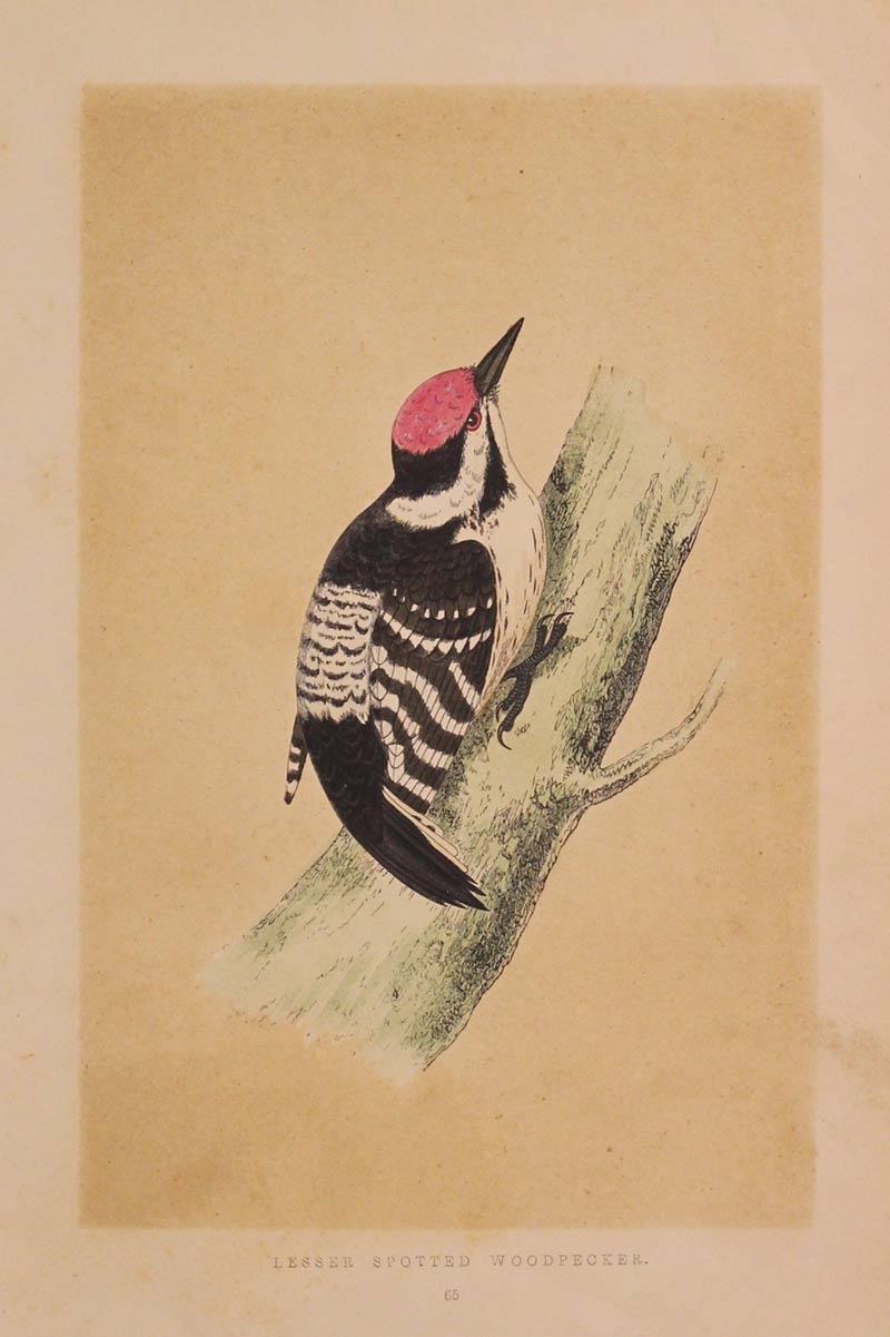 Three-Toed Woodpecker F O Morris