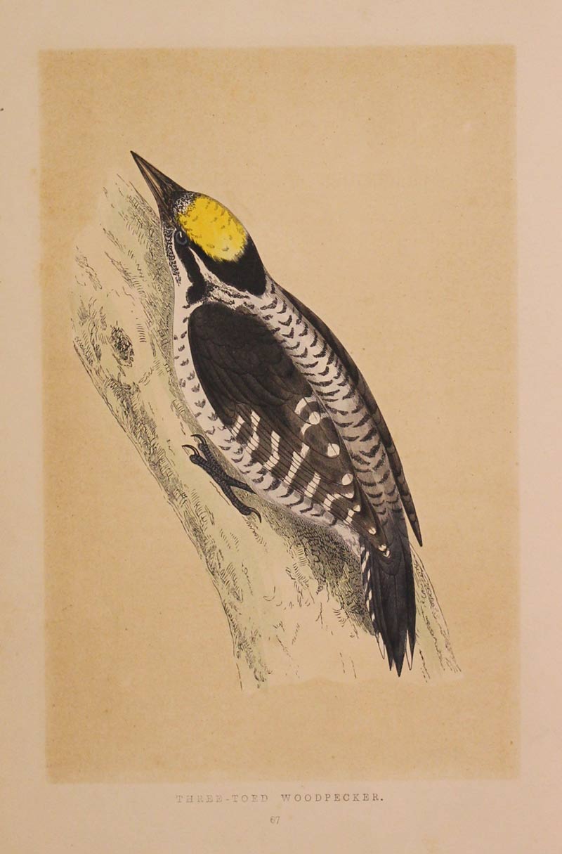 Three-Toed Woodpecker F O Morris