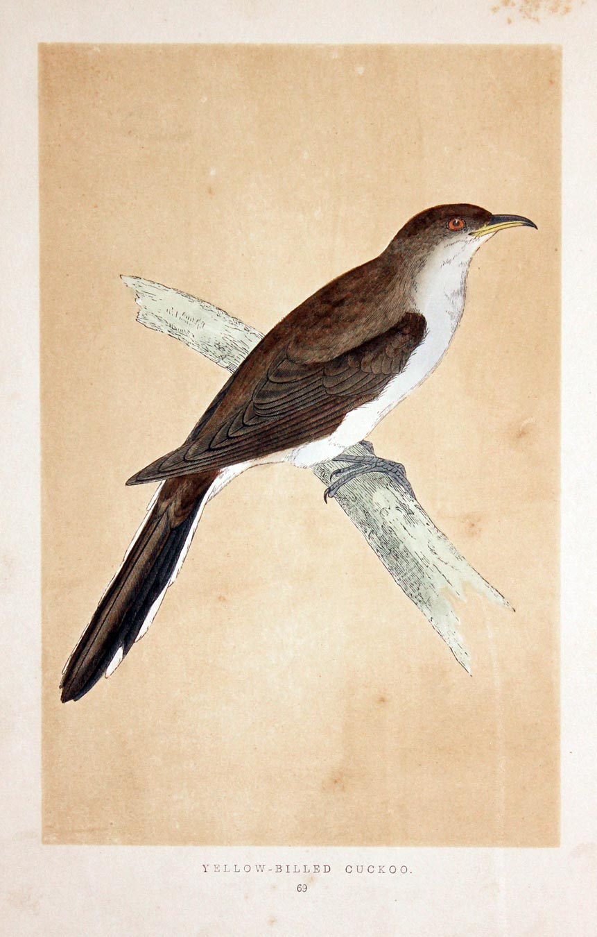 Yellow-Billed Cuckoo Rev. F O Morris