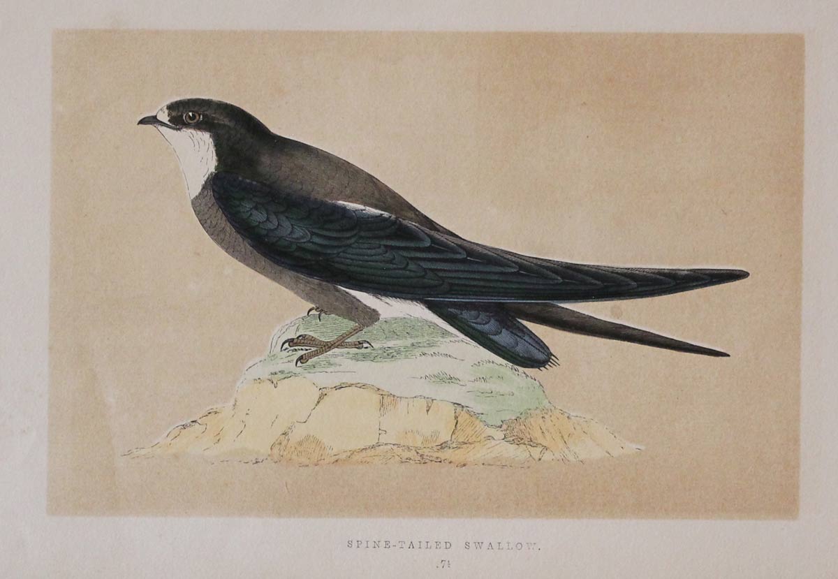 Alpine Swift F O Morris