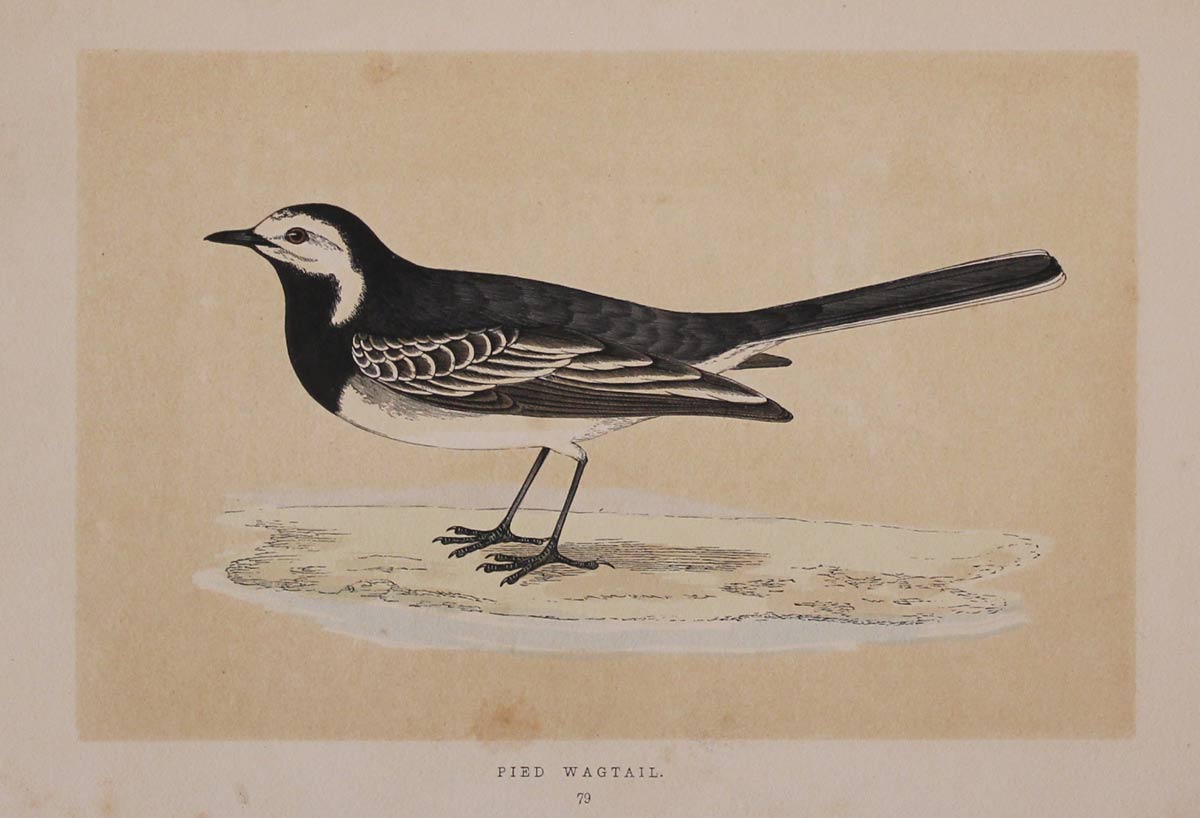 Pied Wagtail F O Morris