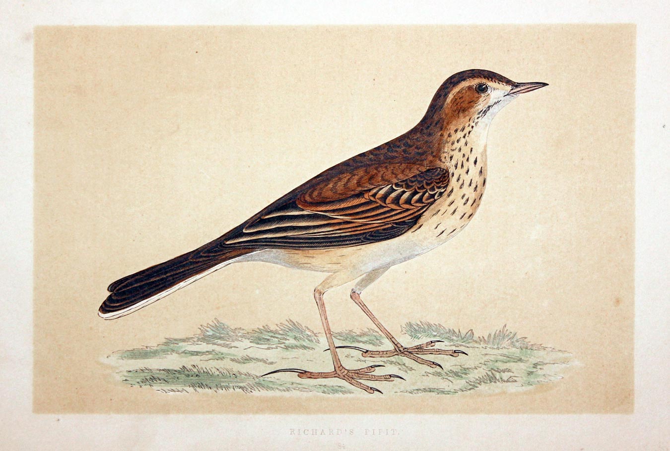 Pichard's Pipit Rev. F. O. Morris