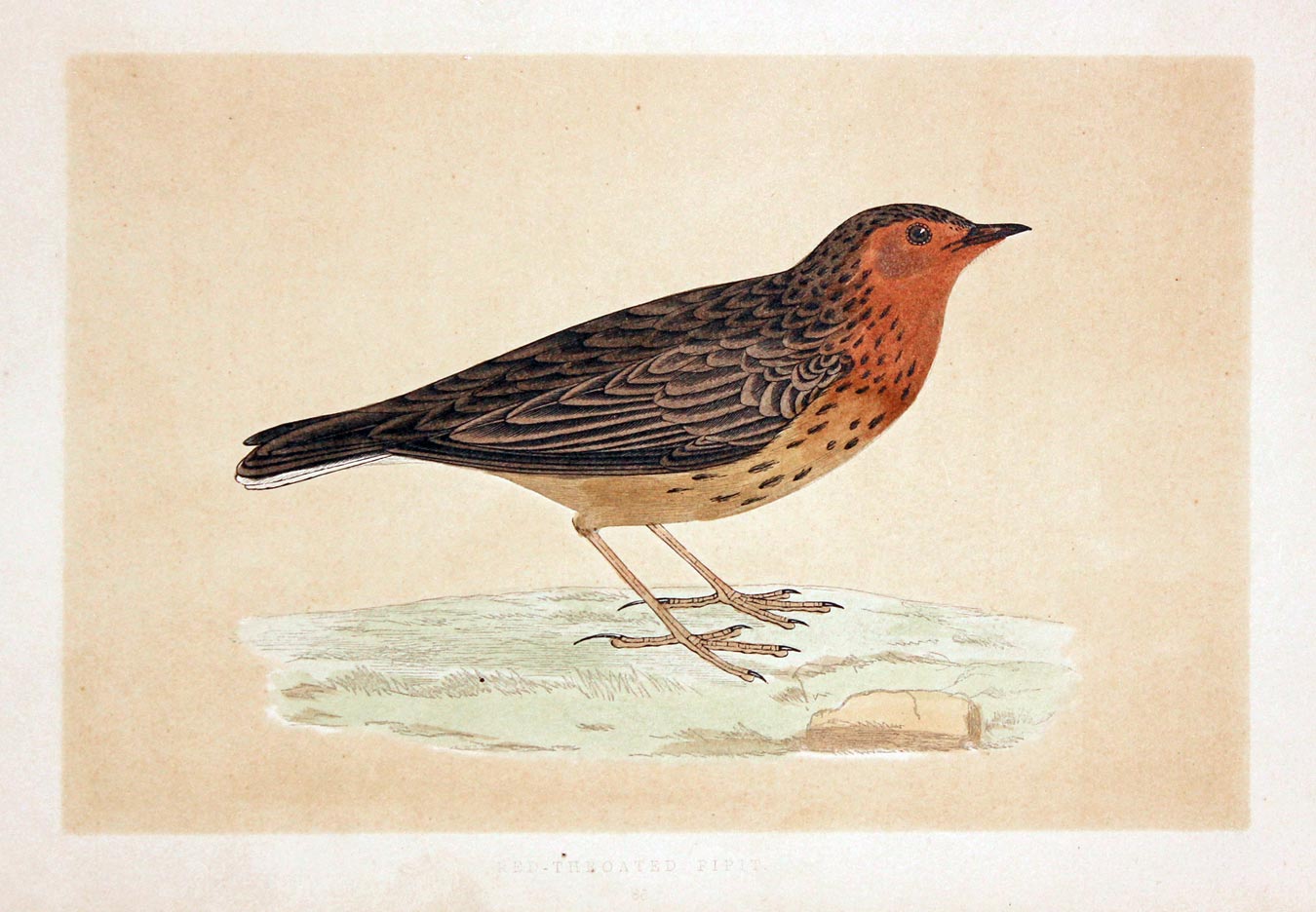 Red-Throated Pipit Rev. F O Morris