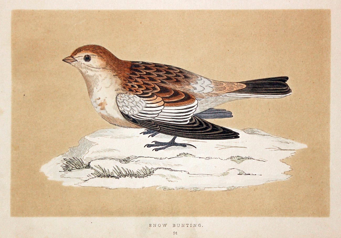 Short-Toed Lark Rev. F O Morris