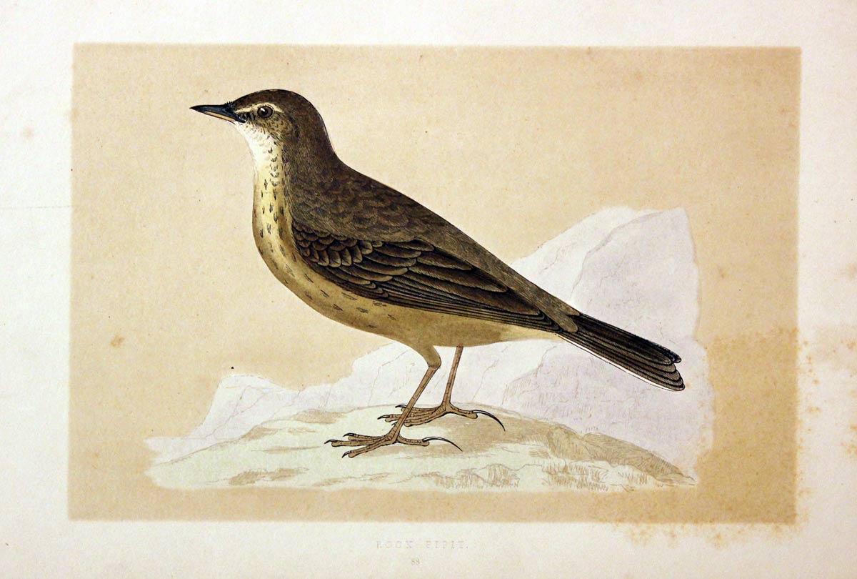Rock Pipit Rev. F O Morris